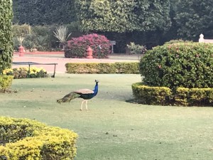 インド宮殿ホテル　孔雀